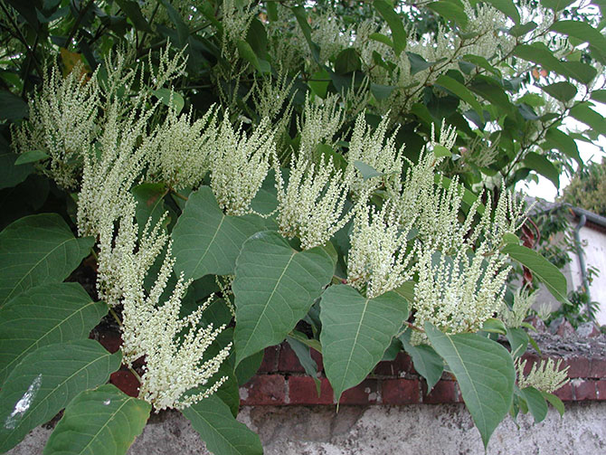 La renouée du Japon est une des plantes les plus conquérantes - © D. Lejeune